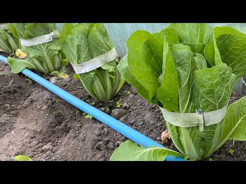 Видео: Час зв’язати пекінську капусту .