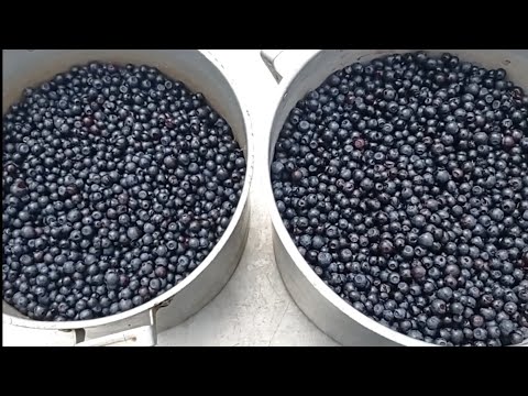 Видео: ЗАГОТОВКИ ИЗ ЛЕСНОЙ ЯГОДЫ/ЧЕРНИКИ
