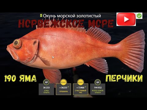 Видео: Норвежское море  190 яма  Ловим на перчики!!!