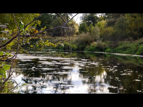 Видео: Осінній Уж:Спінінг в руках,хижак на Міляках