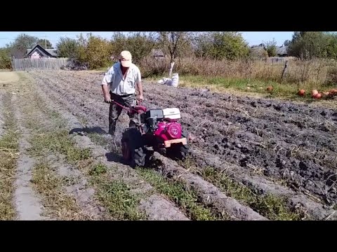 Видео: КОПАЕМ КАРТОШКУ НА ОГОРОДЕ ПОД МОТОБЛОК  // ВЫХОДНОЙ В ДЕРЕВНЕ