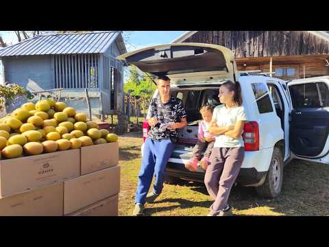 Видео: УРОЖАЙ КИВИ в Грузии: сколько заработали за сезон!