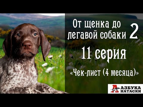 Видео: Щенок курцхаара 4 месяца - "Чек-лист навыков и умений" (От щенка до легавой собаки - 2)