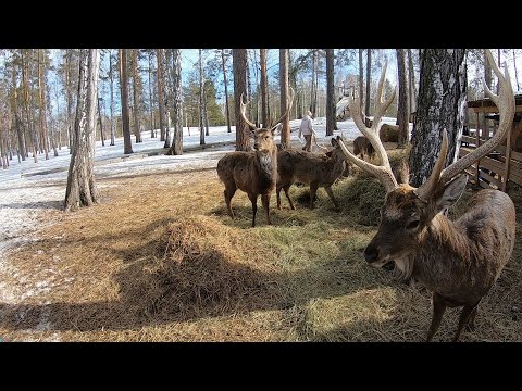 Видео: «Бархатные рога» — оленья ферма на юге Урала./30.03.2024