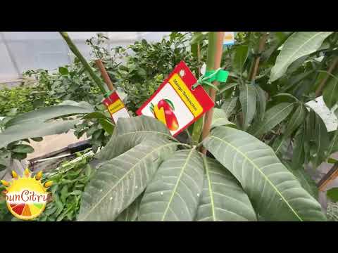 Видео: ОБЗОР ЭКЗОТИКИ 🥭НАЛИЧИЕ 