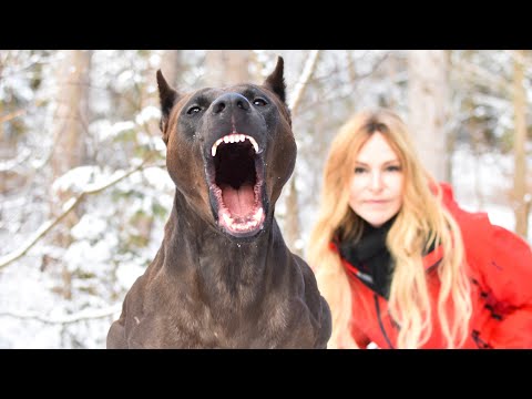 Видео: НЕ КАНИС ПАНТЕРА - ЯРОСТНАЯ СТРАЖНАЯ СОБАКА