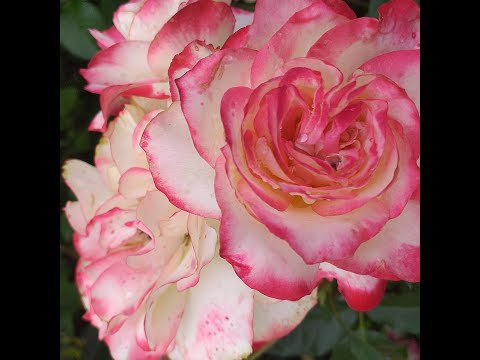 Видео: 45 СОРТОВ РОЗ ФЛОРИБУНДА сорта подписаны #розы