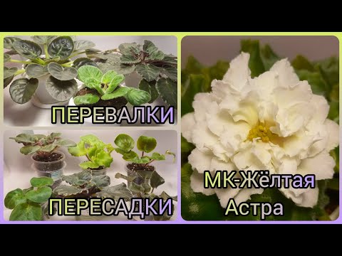 Видео: Пересадки/перевалки фиалок. Сорт МК-Жёлтая Астра.