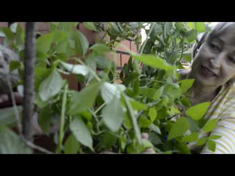 Видео: Клематис мелкоцветковый: уход, цветение, обрезка.