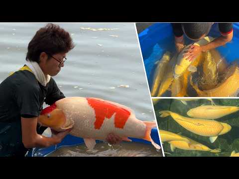 Видео: Почему ваши кои не растут? 9 распространённых ошибок, которые совершают владельцы кои