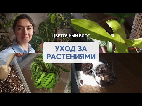 Видео: ЧЕРЕНКОВАНИЕ эпипремнума ХЭППИ ЛИФ, посадка МАРАНТЫ и РАФИДОФОРЫ / ПОЛИВ комнатных РАСТЕНИЙ