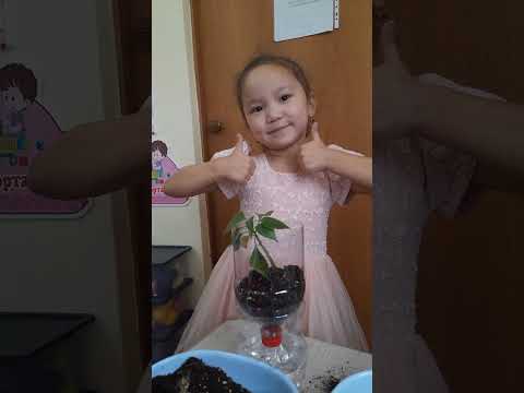 Видео: ЭКО - ыдысқа гүл отырғызу