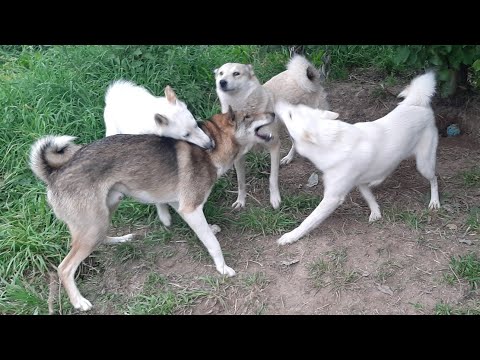 Видео: Каюр вернулся/Встречайте