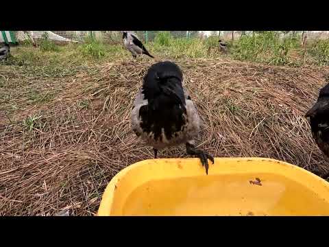 Видео: Девушка с ведрами - хорошая примета (для гусей)