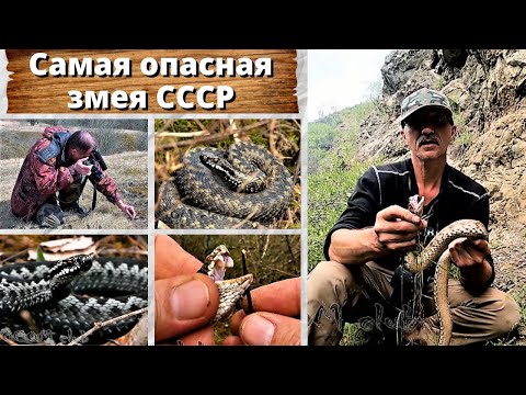 Видео: Самая опасная змея СССР. Гюрза.