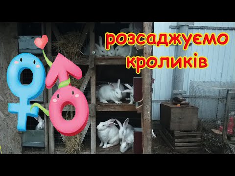 Видео: РОЗСАДЖУЄМО КРОЛЕНЯТ//ЯК ВИЗНАЧИТИ СТАТЬ КРОЛИКА