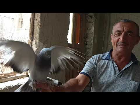 Видео: Голуби г.Каган.