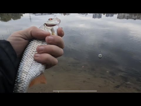 Видео: ФИДЕР В НОЯБРЕ // ЛОВЛЯ ПЛОТВЫ