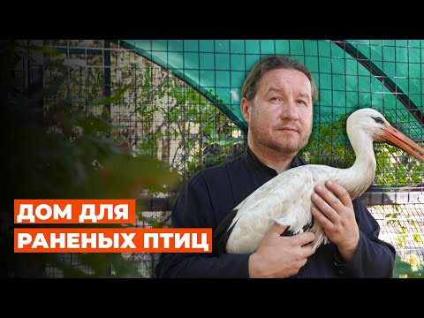 Видео: Как иеромонах создал реабилитационный центр для диких птиц