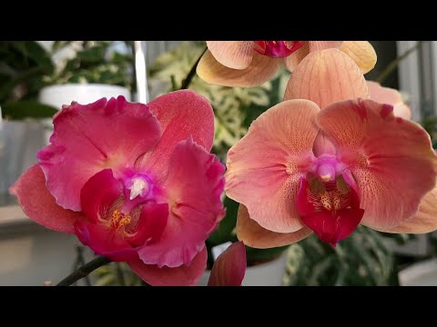 Видео: Красота орхидей для души🌷🥰 Солнце на моем балконе🌞