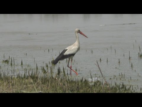 Видео: Рыбалка на сазана // Рыбалка с ночевкой // флэт фидер