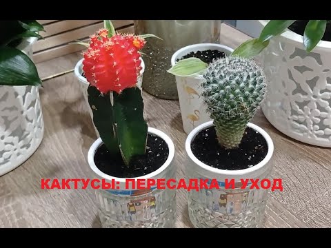 Видео: Кактусы: пересадка и уход