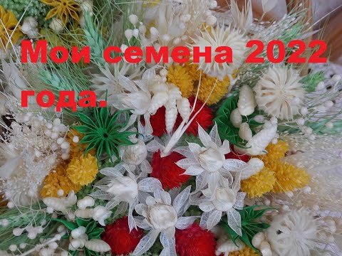 Видео: Ассортимент семян сухоцветов 22 года. Заказывайте.
