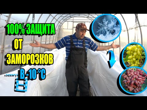 Видео: НАДЕЖНАЯ ЗАЩИТА ВИНОГРАДА ОТ ЗАМОРОЗКОВ ДО -10 °C. СЕВЕРНЫЙ ВИНОГРАДНИК 23-16