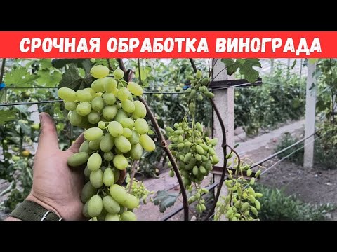 Видео: Срочная обработка винограда