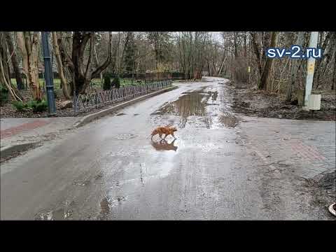 Видео: Прогулка в Отрадное из Светлогорска в феврале-2022