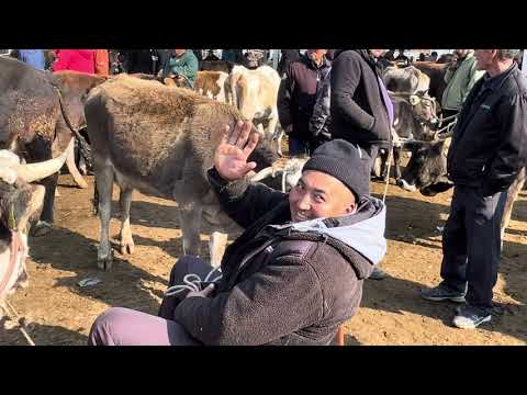 Видео: УЙ-КУНААЖЫН/ Каракол мал базар/ 26-Октябрь
