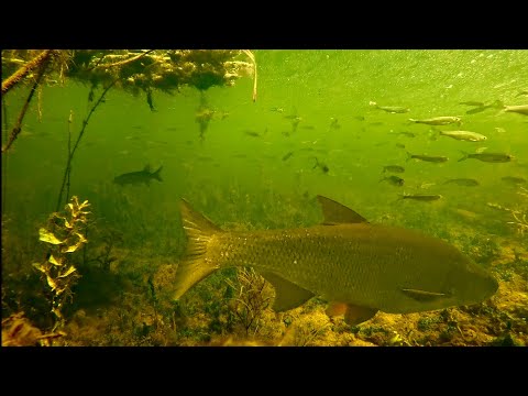 Видео: Малые реки Смоленской области. Подводная охота 2025.