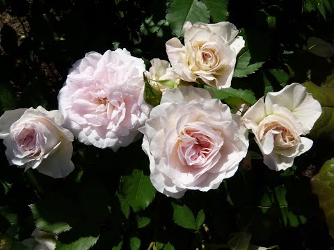 Видео: Розы в цвету -восторг,ответы на вопросы.