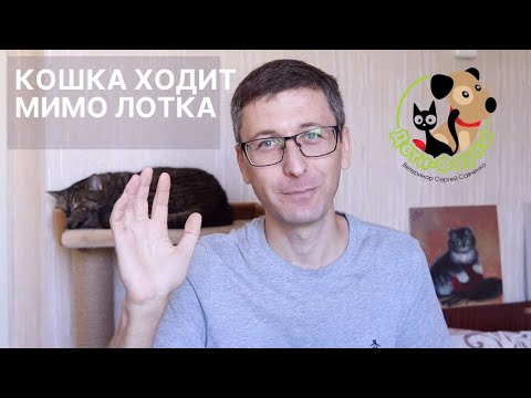 Видео: Почему кошка гадит на кровать (постель)? 7 возможных причин