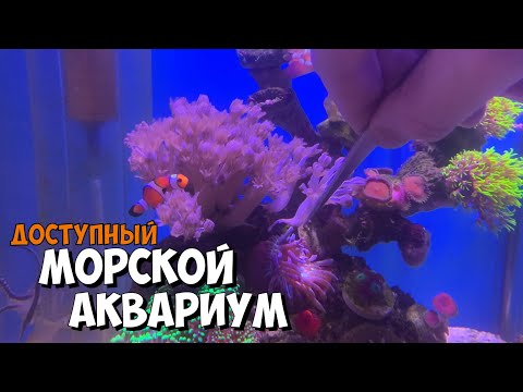 Видео: Бюджетный морской аквариум- это просто)
