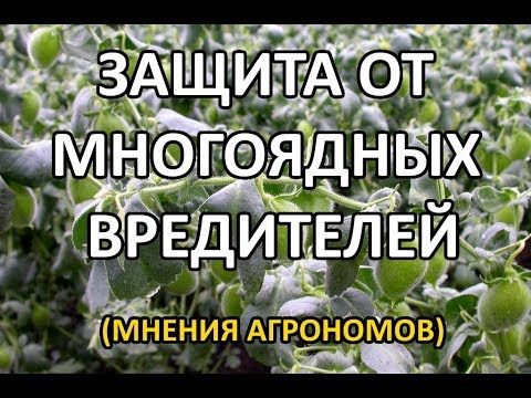 Видео: Совка и луговой мотылек: меры борьбы