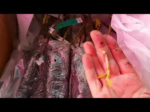 Видео: Розы от ФОКИНО !    🌹