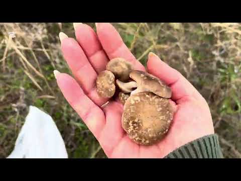 Видео: КЛАССНЫЕ ГРИБОЧКИ ОДНОБОЧКИ!🍄‍🟫😊.     1 часть