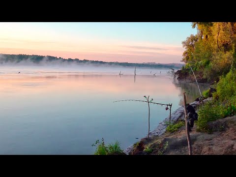 Видео: ЧЁРНАЯ РЫБА ПРИШЛА, А ЗВЕРЬ ПРОНИК В ЛАГЕРЬ! Закидушки, судак в беконе, шашлык. РЫБАЛКА С НОЧЕВКОЙ