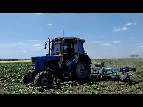 Видео: Что показал гербицид "Сальса" 6 день после внесения???