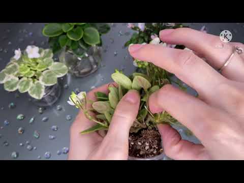 Видео: Кустовая, ампельная фиалка. Трейлеры. Как сформировать. Chantaspring, Trail Along, Ва-Банк