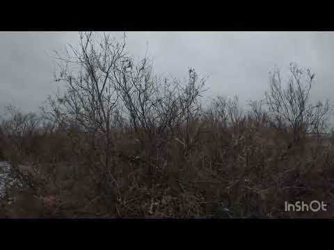 Видео: Семья РПГ в работе, добыли шакала