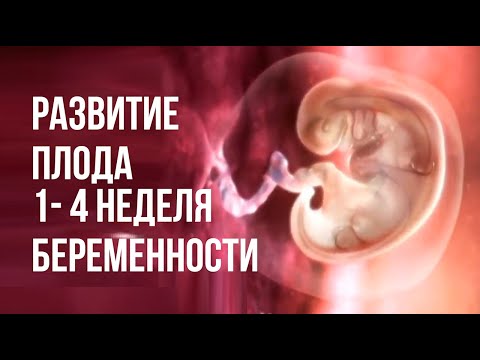 Видео: Развитие Плода 1-4 Неделя Беременности