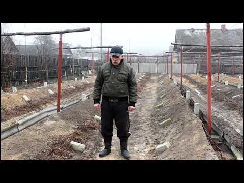 Видео: Основные ошибки, при формировании виноградника .