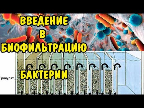 Видео: БИОФИЛЬТРАЦИЯ . ЧТО ТАКОЕ ? БАКТЕРИИ . BIOFILTRATION . WHAT IS IT? BACTERIA .