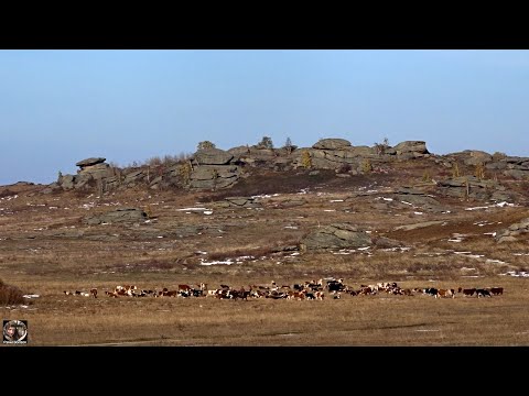 Видео: Село Саввушка Алтайский край Змеиногорский район. Пейзажи, cкалы, коровы, кратко из истории. 2021 г.