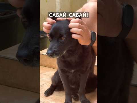 Видео: МАССАЖ ТАЙСКОЙ СОБАКИ 🐕