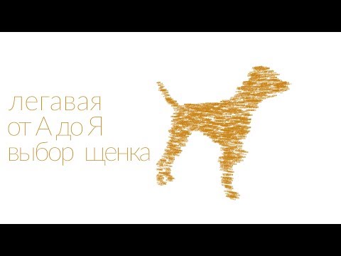 Видео: Как выбрать щенка легавой? Легавая от А до Я