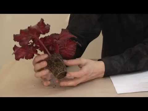 Видео: Дыхание растений. Важность воздухопроницаемости субстрата.