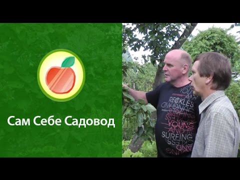 Видео: Айва обыкновенная